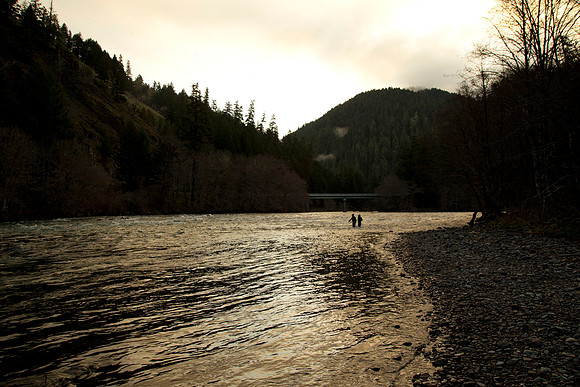 North Umpqua steelhead skagit