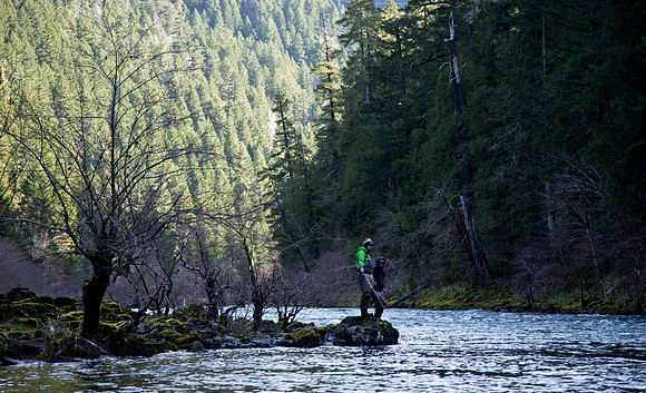 North Umpqua steelhead skagit