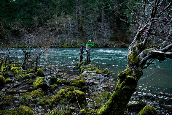 North Umpqua steelhead skagit