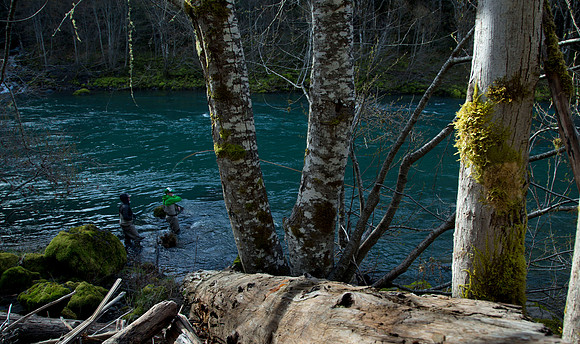 North Umpqua steelhead skagit