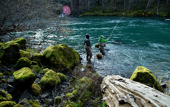 North Umpqua steelhead skagit