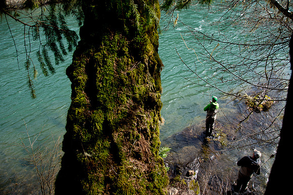 North Umpqua steelhead skagit