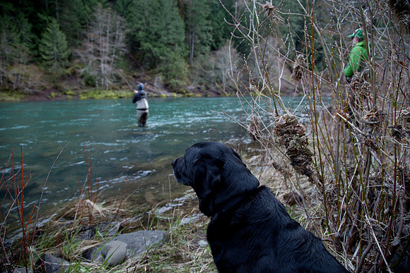 North Umpqua steelhead skagit