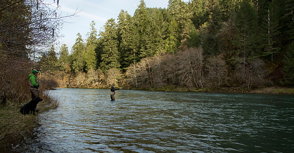 North Umpqua steelhead skagit