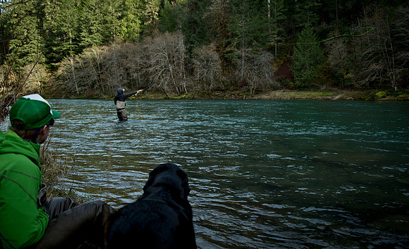 North Umpqua steelhead skagit