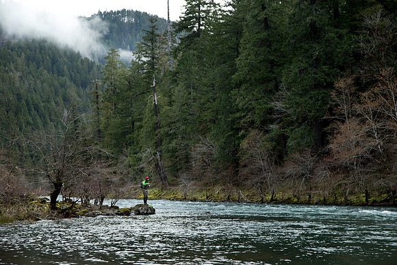 N. Umpqua Steelhead skagit