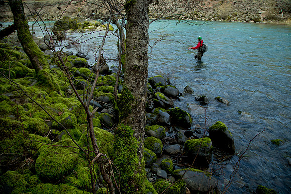 N. Umpqua Steelhead skagit