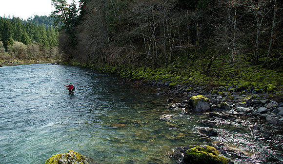 N. Umpqua Steelhead skagit