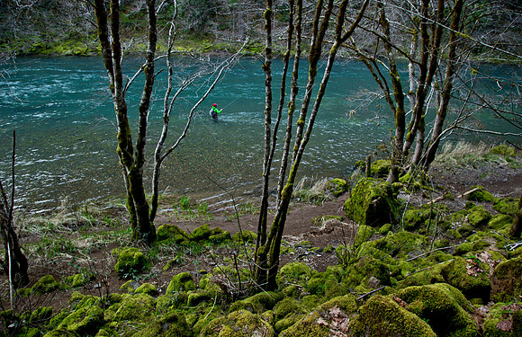 N. Umpqua Steelhead skagit