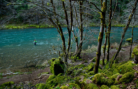 N. Umpqua Steelhead skagit